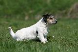 JACK RUSSEL 054